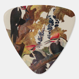Audubon Pileated Woodpecker Bird Painting Guitar Pick