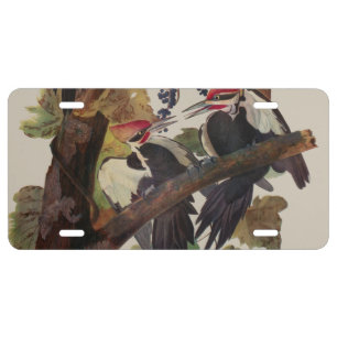 Audubon Pileated Woodpecker Bird Painting License Plate