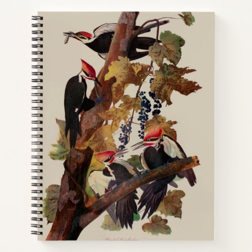 Audubon Pileated Woodpecker Bird Painting Notebook