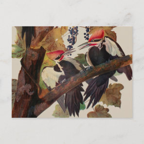 Audubon Pileated Woodpecker Bird Painting Postcard
