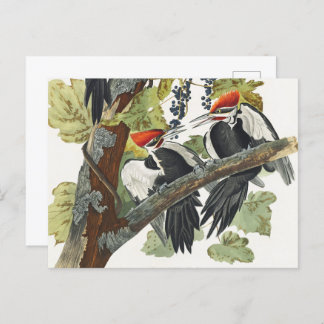 Audubon Pileated Woodpecker Bird Painting Postcard
