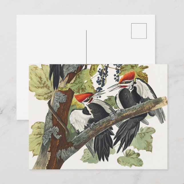 Audubon Pileated Woodpecker Bird Painting Postcard (Front/Back)
