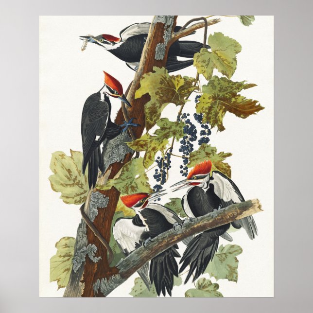 Audubon Pileated Woodpecker Bird Painting Poster (Front)