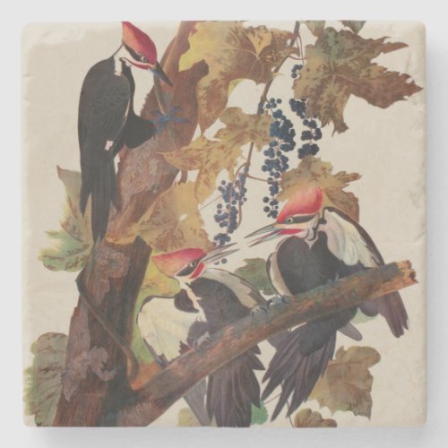 Audubon Pileated Woodpecker Bird Painting Stone Coaster