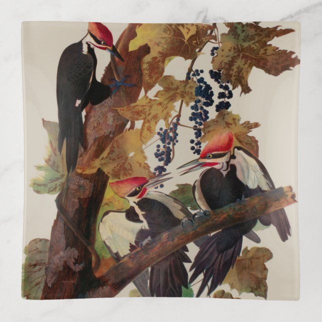 Audubon Pileated Woodpecker Bird Painting Trinket Tray (Front)