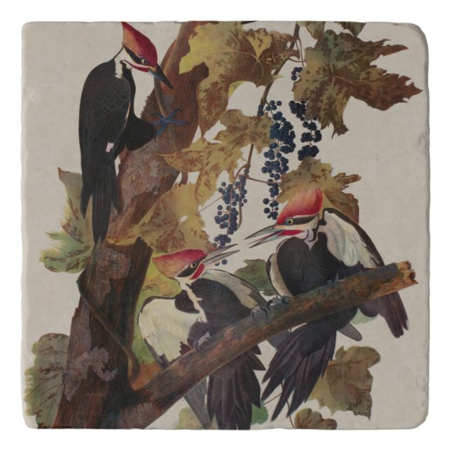 Audubon Pileated Woodpecker Bird Painting Trivet (Front)