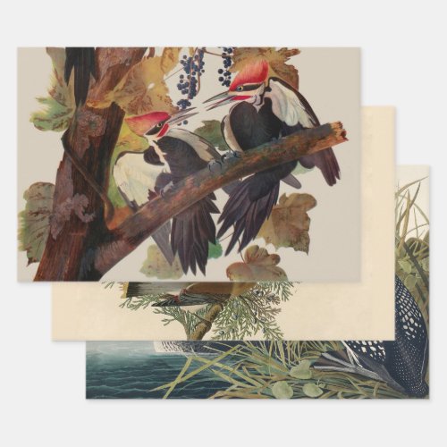 Audubon Pileated Woodpecker Bird Painting Wrapping Paper Sheets