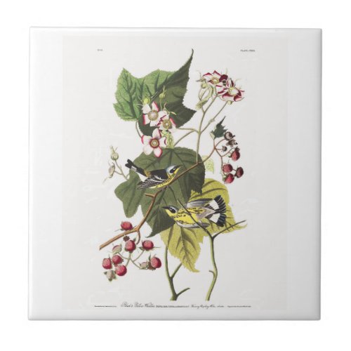 Audubon Plate 123 Black and Yellow Warblers Tile