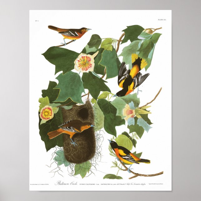 Audubon Plate 12 Baltimore Oriole Poster (Front)