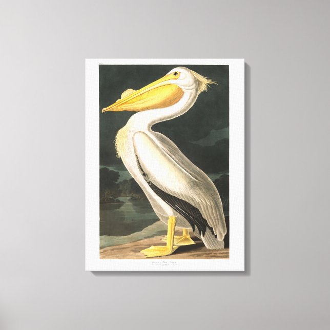 Audubon Plate 311 American White Pelican Canvas Print (Front)