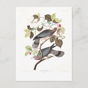 Audubon Plate 367 Band-tailed Pigeon Postcard