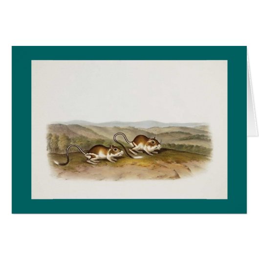 Audubon - Pouched Jerboa Mouse Cards (Front Horizontal)
