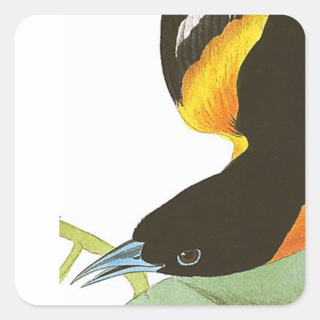 Audubon print of Baltimore Oriole Square Sticker (Front)