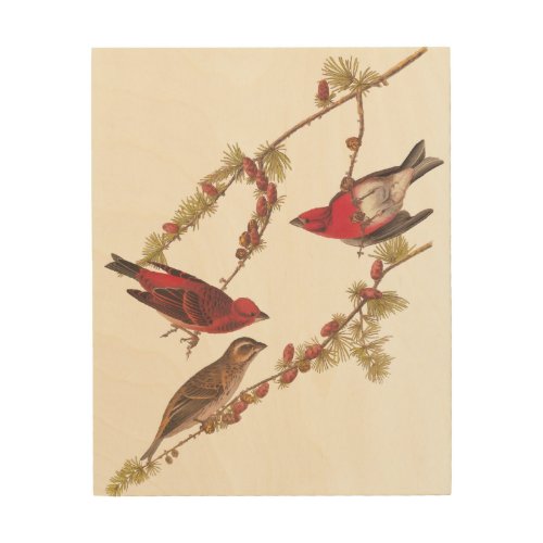 Audubon Purple Finch Red Birds Vintage Art