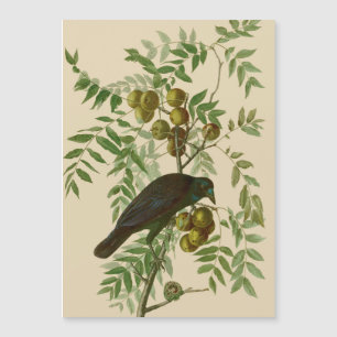 Audubon Purple Grackle Bird Print Vintage Botanic