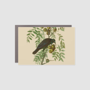 Audubon Purple Grackle Bird Print Vintage Botanic Car Magnet