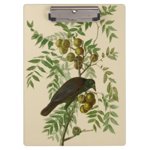 Audubon Purple Grackle Bird Print Vintage Botanic Clipboard