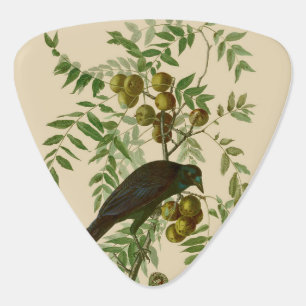 Audubon Purple Grackle Bird Print Vintage Botanic Guitar Pick