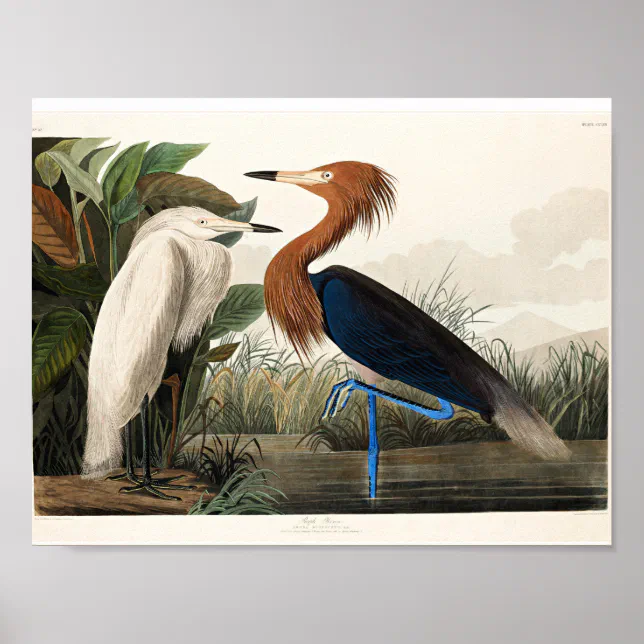 ARTCANVAS Purple Heron Canvas Art Print by John James hotsell Audubon