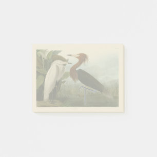 Audubon Purple Heron Reddish Egret Print: Bird Art Post-it Notes