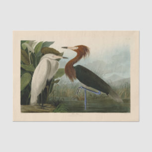 Audubon Purple Heron Reddish Egret Print: Bird Art Tissue Paper