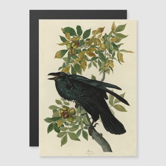 Audubon Raven Bird Classic Artwork (Front/Back)