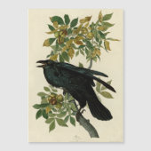 Audubon Raven Bird Classic Artwork (Front)