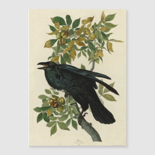 Audubon Raven Bird Classic Artwork