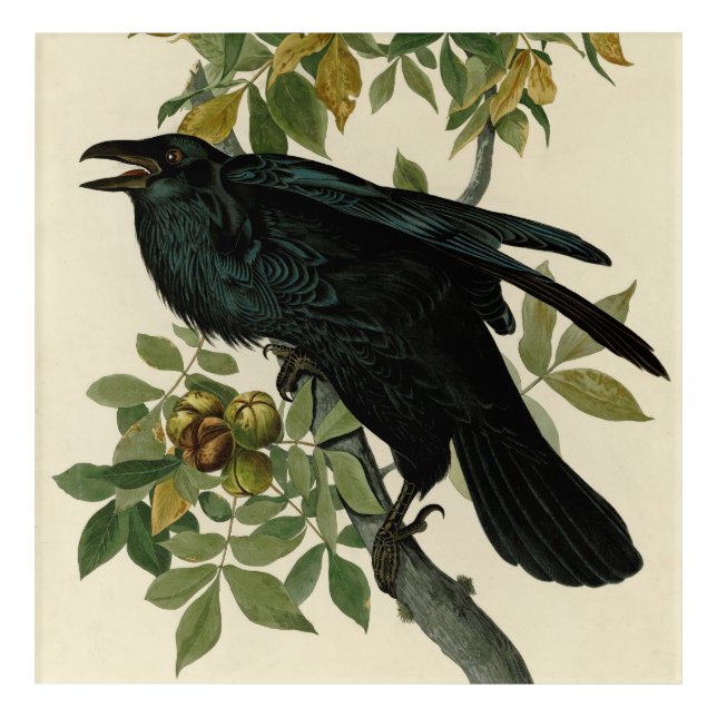 Audubon Raven Bird Classic Artwork Acrylic Print (Front)