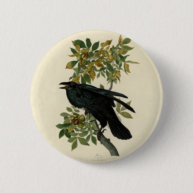 Audubon Raven Bird Classic Artwork Button (Front)