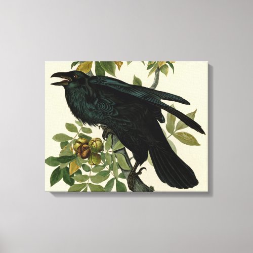 Audubon Raven Bird Classic Artwork Canvas Print