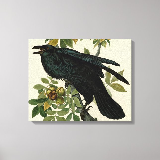 Audubon Raven Bird Classic Artwork Canvas Print (Front)