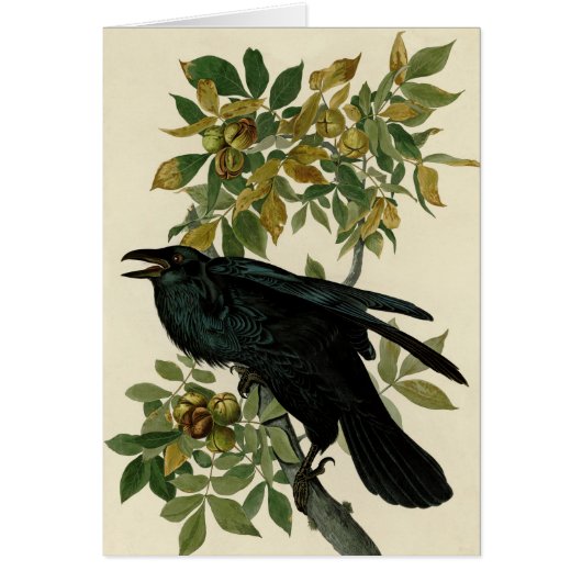 Audubon Raven Bird Classic Artwork Cards (Front)