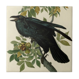 Audubon Raven Bird Classic Artwork Ceramic Tile