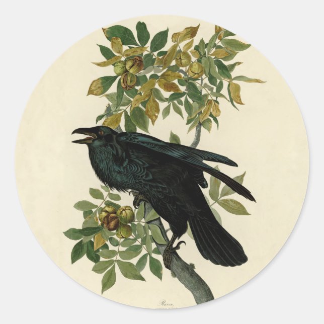 Audubon Raven Bird Classic Artwork Classic Round Sticker (Front)