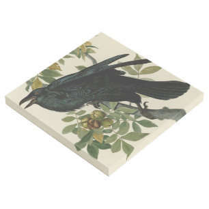 Audubon Raven Bird Classic Artwork Gallery Wrap