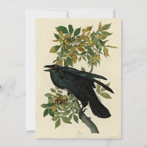Audubon Raven Bird Classic Artwork Invitation