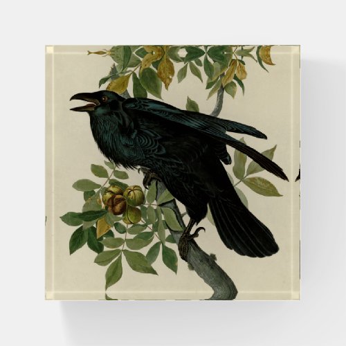 Audubon Raven Bird Classic Artwork Paperweight