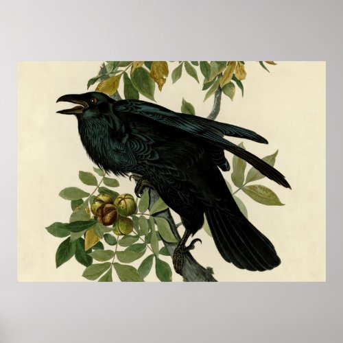 Audubon Raven Bird Classic Artwork Poster