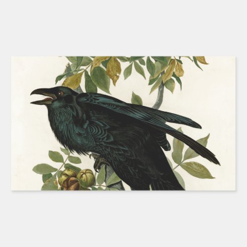 Audubon Raven Bird Classic Artwork Rectangular Sticker