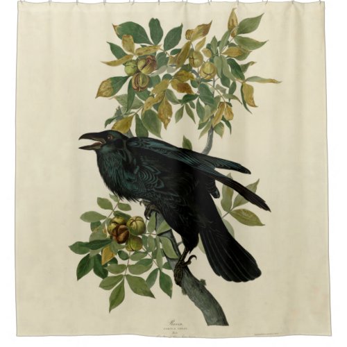 Audubon Raven Bird Classic Artwork Shower Curtain