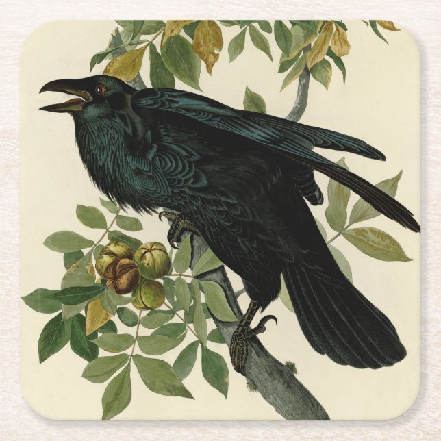 Audubon Raven Bird Classic Artwork Square Paper Coaster (Front)