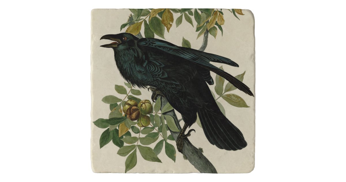 Audubon Raven Bird Classic Artwork Trivet | Zazzle