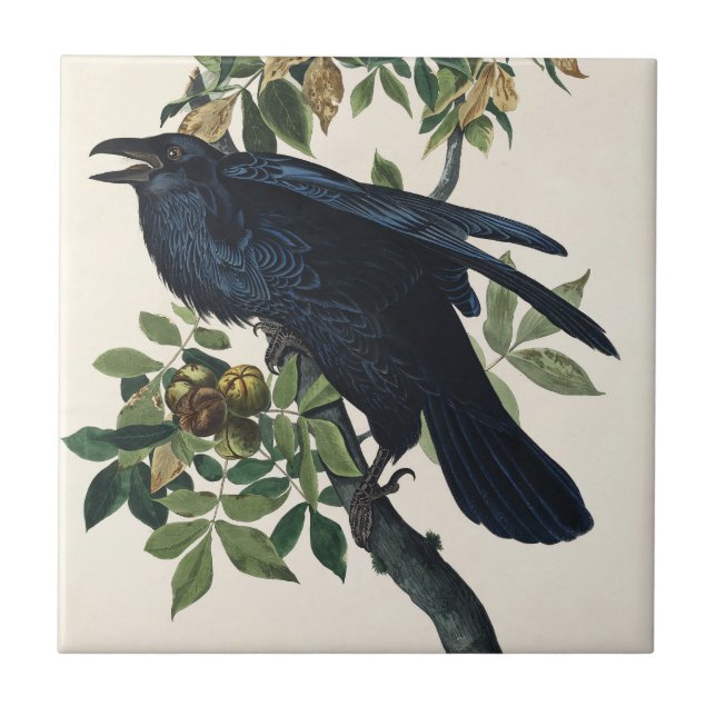Audubon Raven Bird Classic Painting Ceramic Tile (Front)