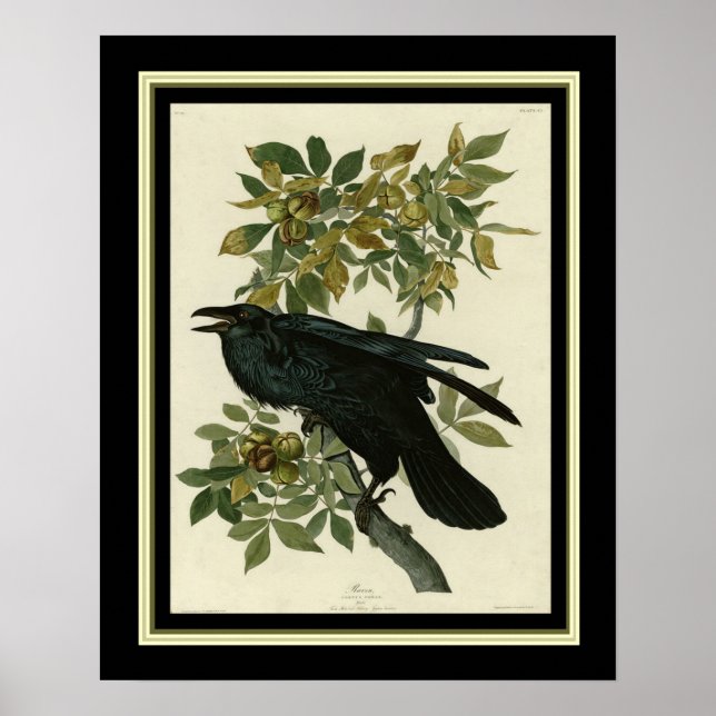 Audubon Raven Print 16x20 (Front)