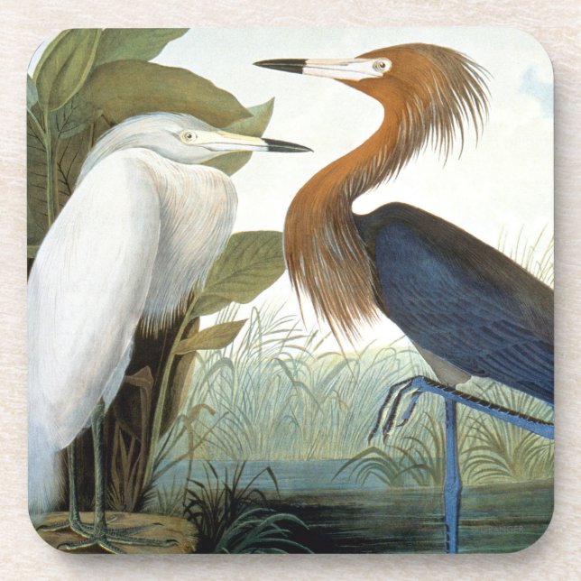 Audubon: Reddish Egret Or Purple Heron Beverage Coaster (Front)