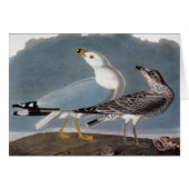 Audubon: Ring-Billed Gull (Front Horizontal)