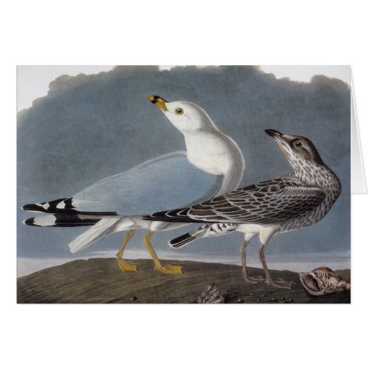 Audubon: Ring-Billed Gull Cards (Front Horizontal)