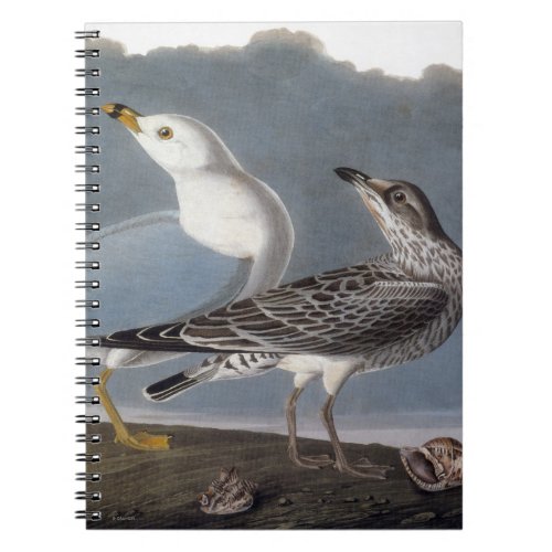 Audubon Ring_Billed Gull Notebook