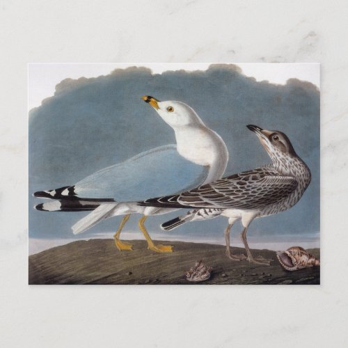 Audubon Ring_Billed Gull Postcard